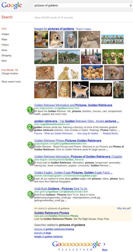 Google Search Results: 'pictures of goldens'