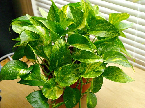 Photo of pothos plant