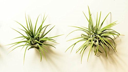 Photo of air plants